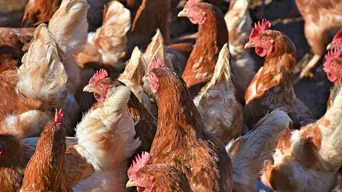 SA urged to extend trade agreement for chicken imports with US to Brazil SA urged to extend trade agreement for chicken imports with US to Brazil