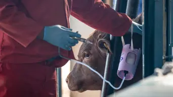 Steenhuisen unsure when SA borders will open for import and exports amid outbreak of foot & mouth disease Steenhuisen unsure when SA borders will open for import and exports amid outbreak of foot & mouth disease