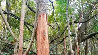 Cape Town's Newlands forest has new initiative to curb illegal bark stripping Cape Town's Newlands forest has new initiative to curb illegal bark stripping