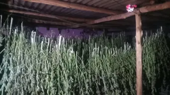 14 suspects arrested in connection with KZN illegal marijuana plantation 14 suspects arrested in connection with KZN illegal marijuana plantation