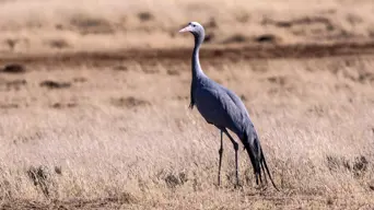 Some experts believe climate change can be linked to decline in blue crane numbers Some experts believe climate change can be linked to decline in blue crane numbers