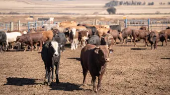 Gauteng COGTA says foot and mouth disease outbreak doesn't warrant provincial state of disaster Gauteng COGTA says foot and mouth disease outbreak doesn't warrant provincial state of disaster
