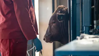 R72 million set aside to purchase foot and mouth disease vaccines for all cattle affected in SA - Steenhuisen R72 million set aside to purchase foot and mouth disease vaccines for all cattle affected in SA - Steenhuisen