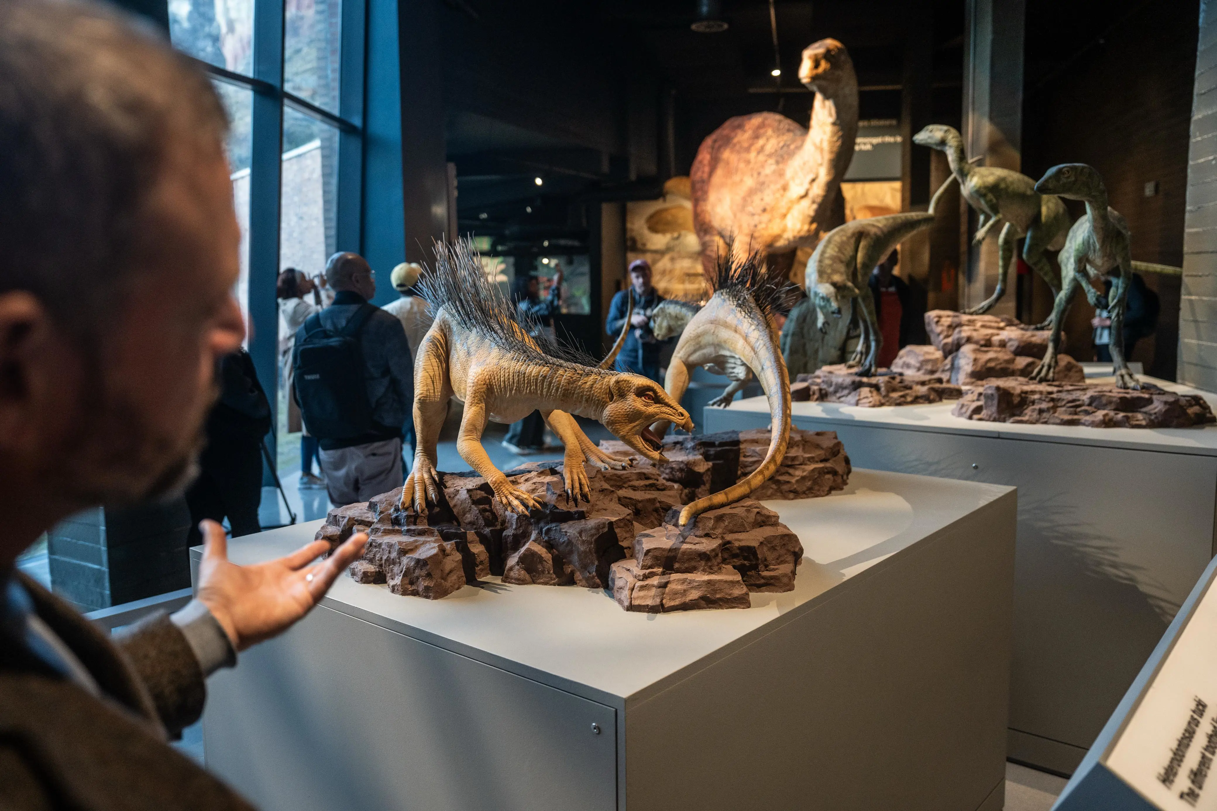 A model of Heterodontosaurus tucki on display at the Kgodumodumo Dinosaur Interpretation Centre, located in SANParks’ Golden Gate Highlands National Park in the Free State. Picture: Jacques Nelles/EWN A model of Heterodontosaurus tucki on display at the Kgodumodumo Dinosaur Interpretation Centre, located in SANParks’ Golden Gate Highlands National Park in the Free State. Picture: Jacques Nelles/EWN