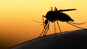 Deadly mosquito-borne dengue fever impacts climate-hit Bangladesh coast Deadly mosquito-borne dengue fever impacts climate-hit Bangladesh coast