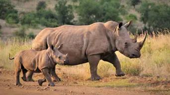 70 South African white rhinos relocated to Rwanda 70 South African white rhinos relocated to Rwanda