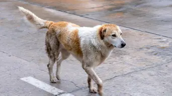 SPCA working to save animals stranded in flooded neighbourhoods across Cape Town SPCA working to save animals stranded in flooded neighbourhoods across Cape Town